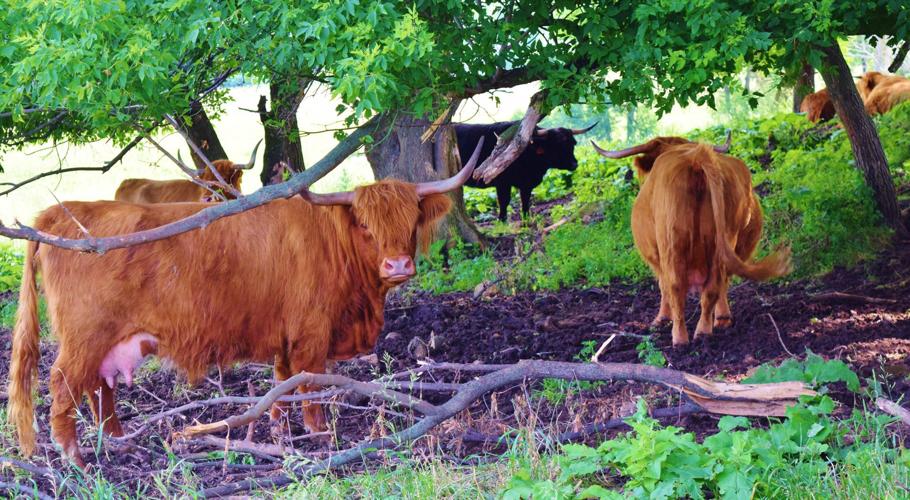 Scottish Highland cattle in shade