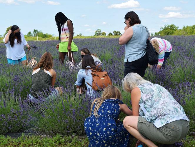 U-pick class in lavender field