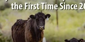 Beef herd not expanding