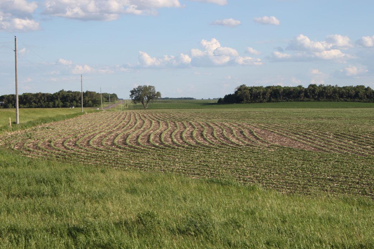 Early soybean field near Dawson, Minn.