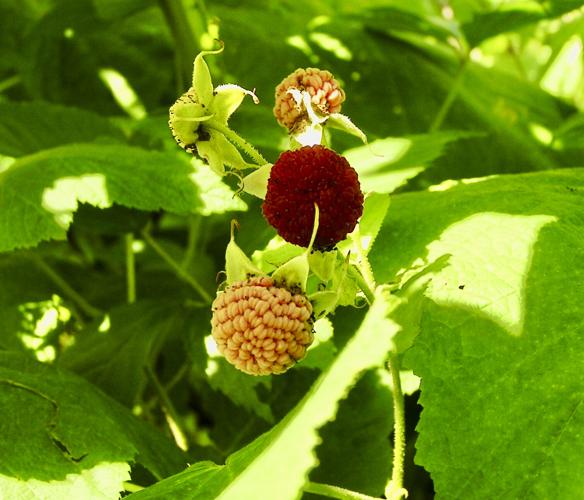 Thimbleberry