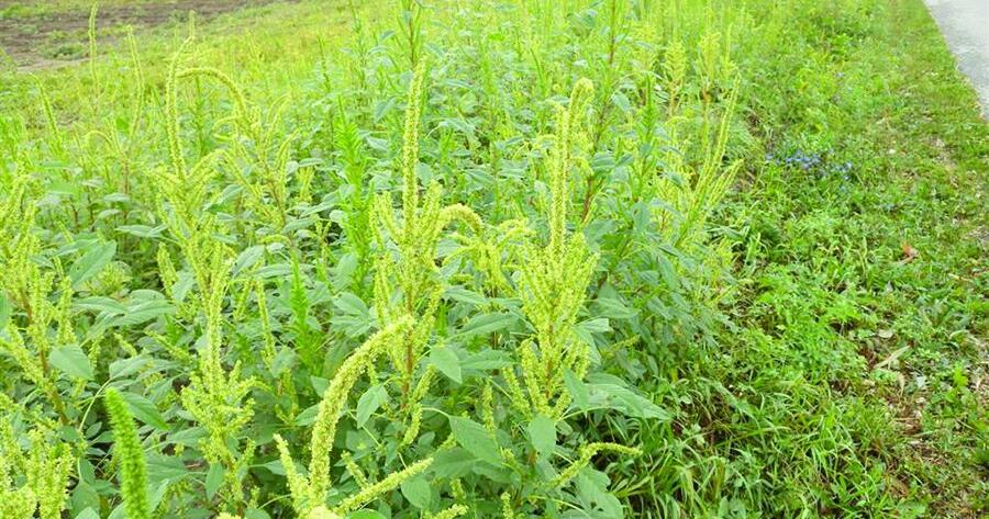 Palmer amaranth