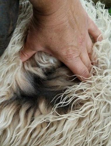 Sheep coats