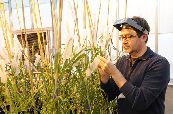 Kansas State University researchers help with landmark study of wild wheat ancestor