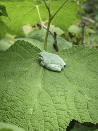 Tree frog