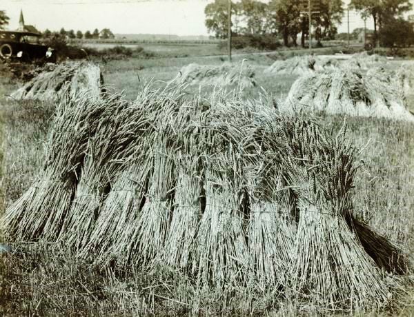Shocks of wheat stand in field