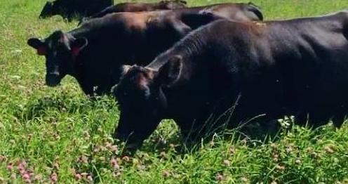 Cattle grazing