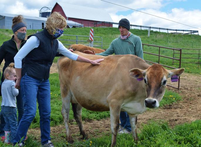 Sen. Baldwin and Koenigs coaxing Jersey heifer