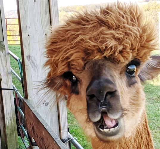 Jazzy the alpaca