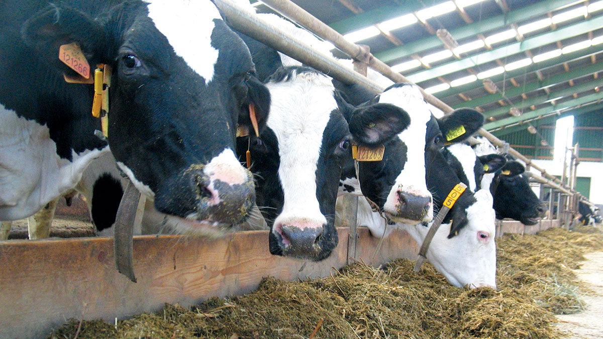 Nutrition, heat stress top dairy conference topics