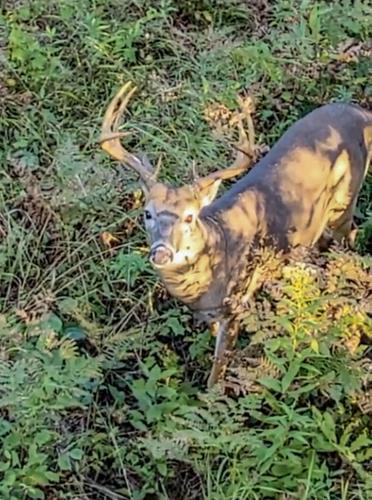 Deer