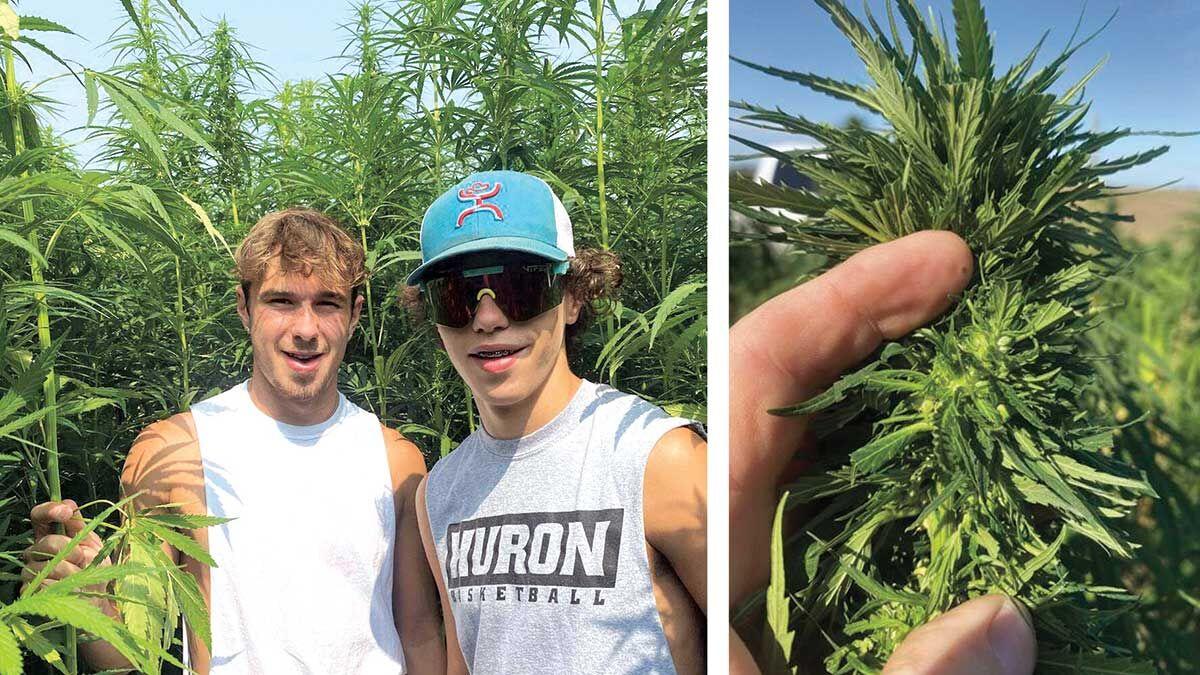 BJ McNeil industrial hemp