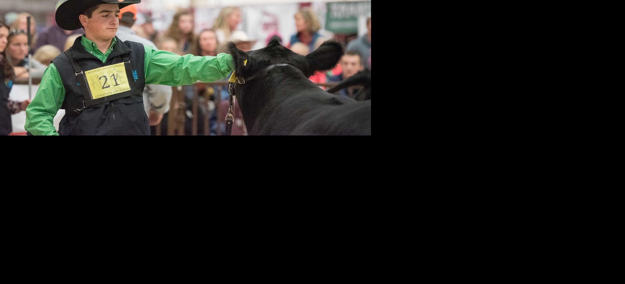 Merit Heifer
