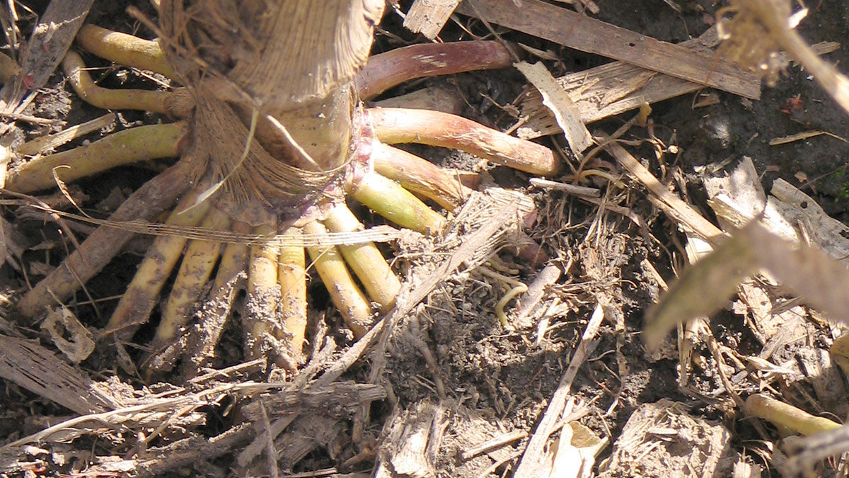 Corn stalk roots close up