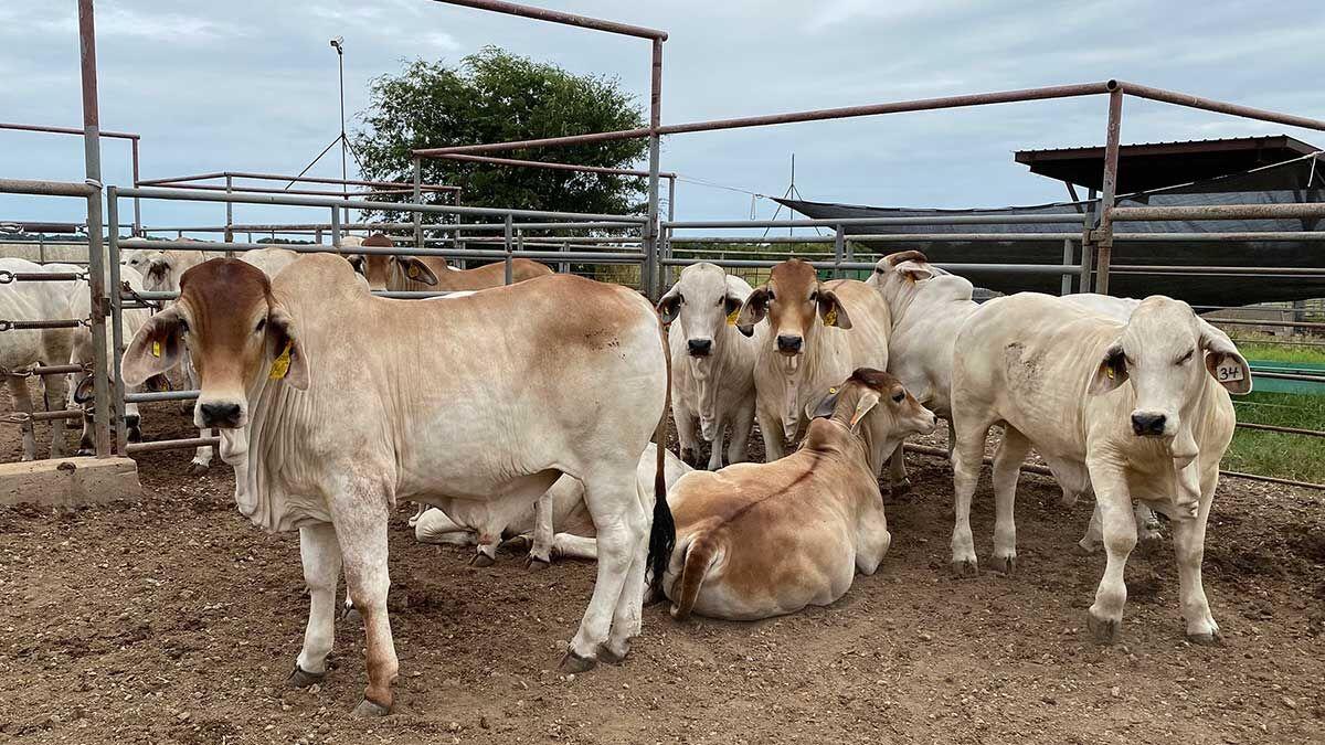 Brahman steers