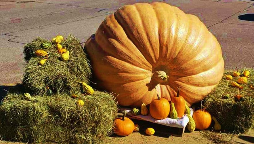 Black River Falls Downtown Association giant pumpkin