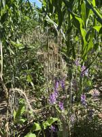 Learning together: Soil health hub reaches out to southwest Nebraska farmers