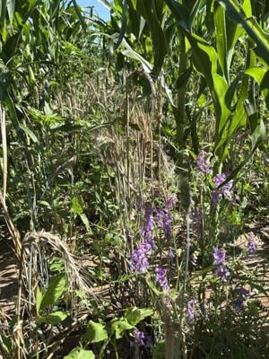 Learning together: Soil health hub reaches out to southwest Nebraska farmers