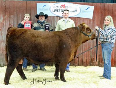 Champion Red Angus bull