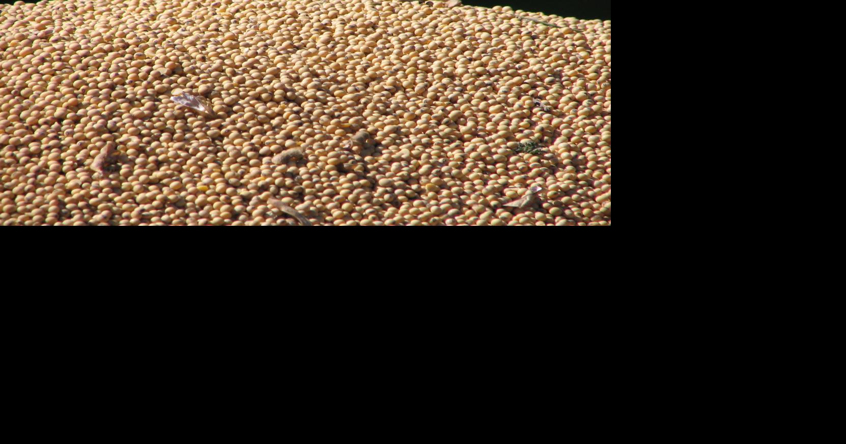 Minnesota Soybean Processors to pursue ND soybean processing plant