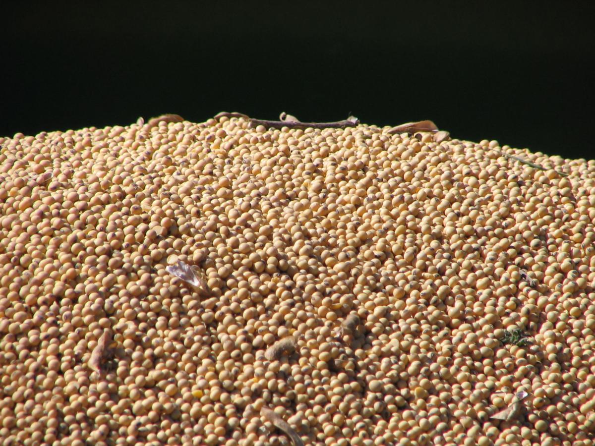 Soybeans in a wagon