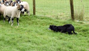 Farmer shocked at dog report