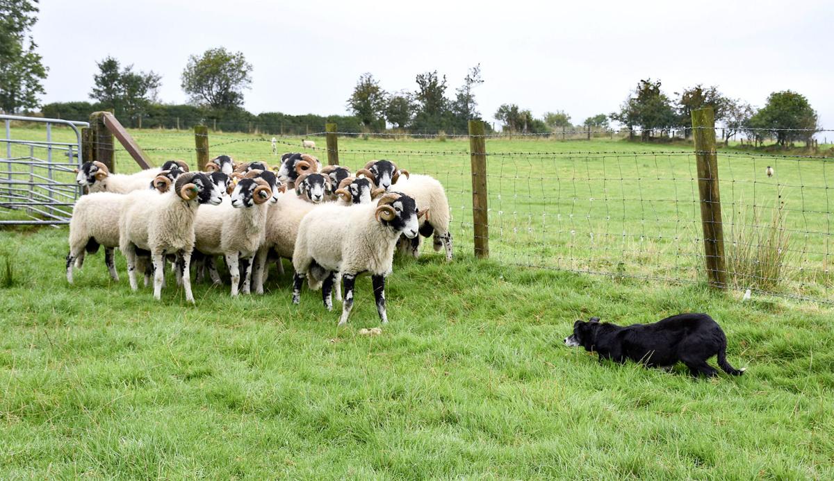 Sheepdog with sheep