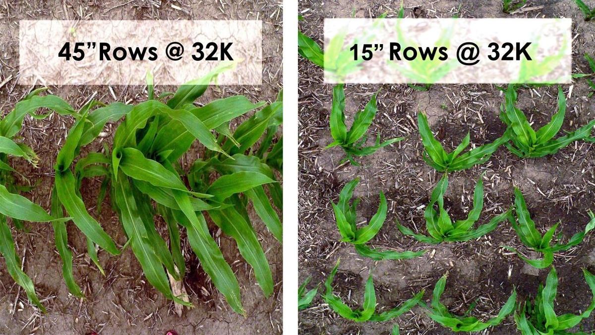 Plant population