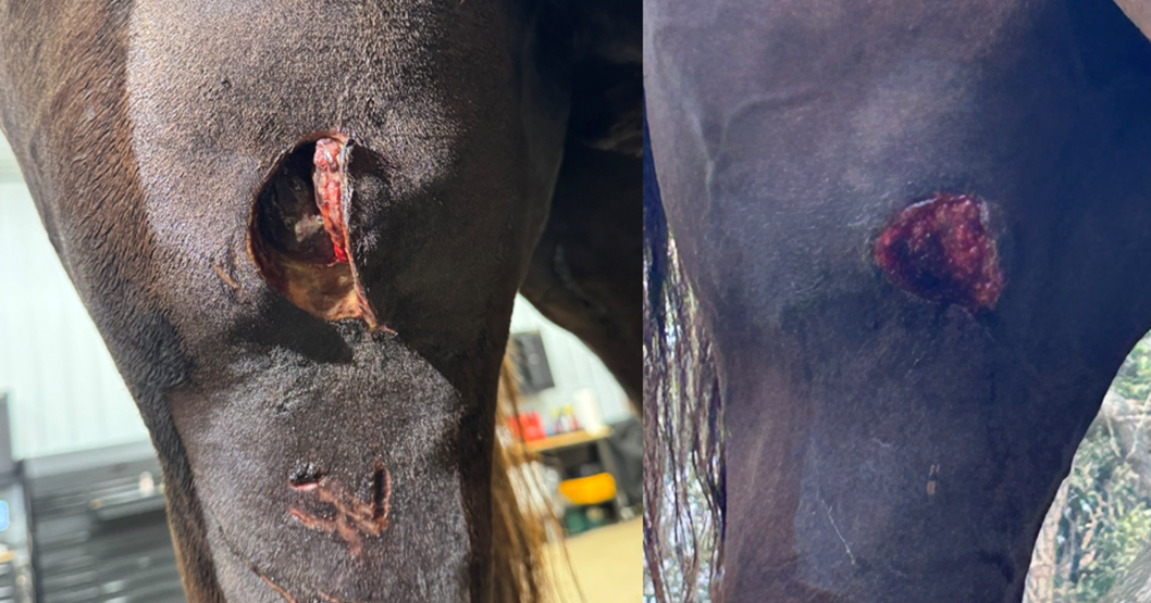 Horse, livestock owners should be prepared for severe weather