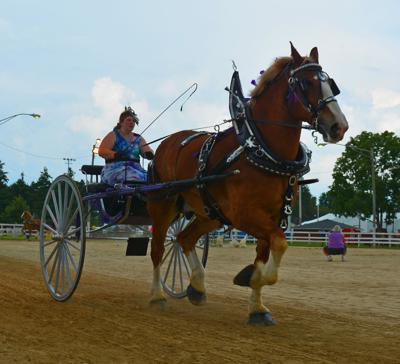 Draft horse show