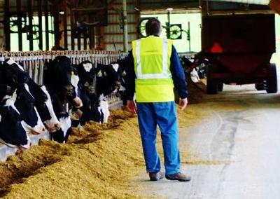 Dairy farmer wearing safety vest