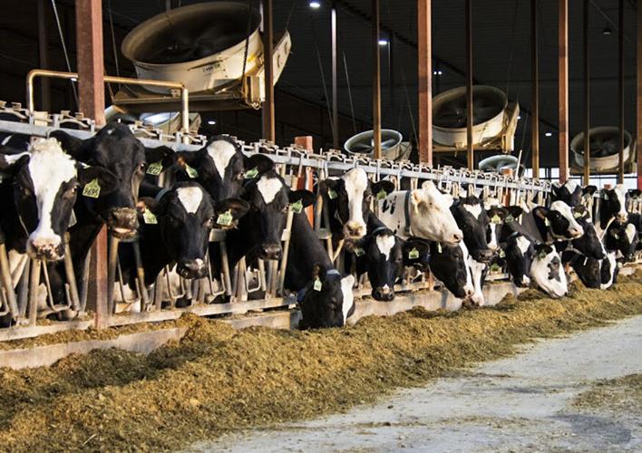 Cows in positive-pressure ventilated freestall barn