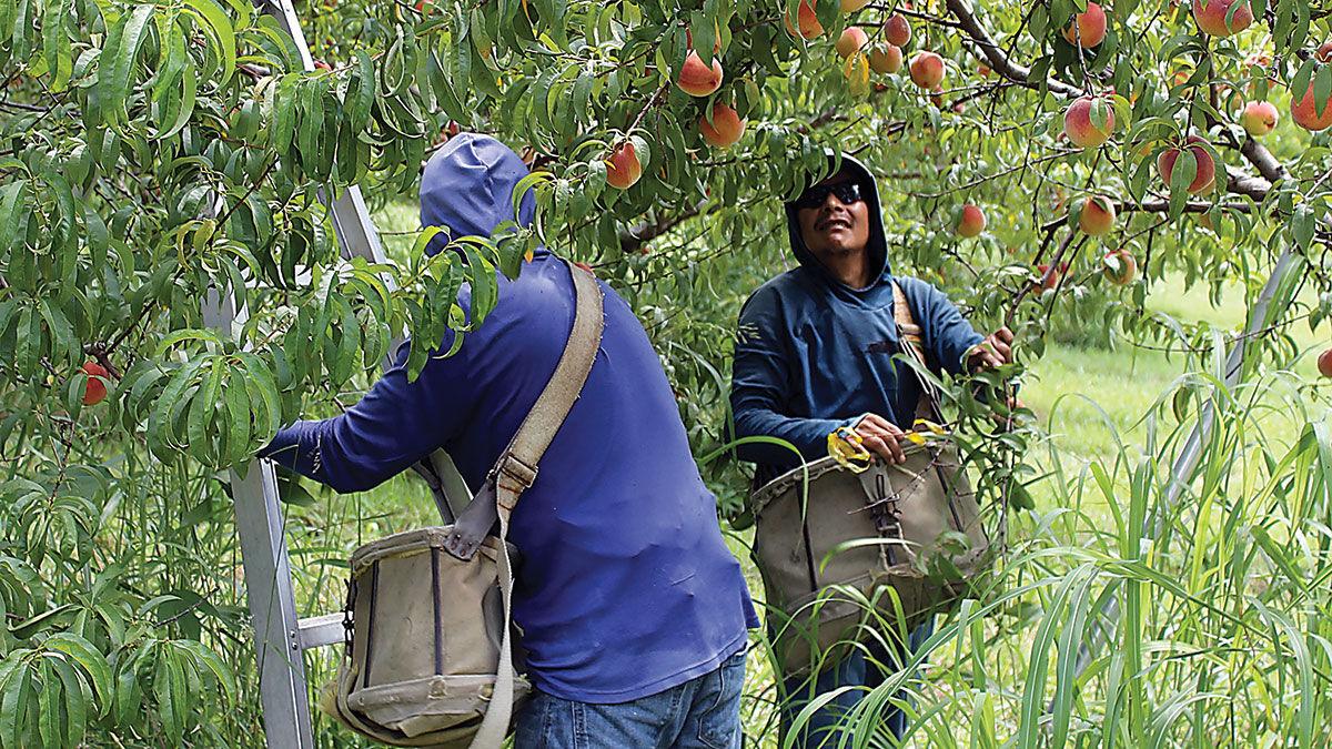 Migrant workers from Mexico pick peaches at a southern Illinois orchard