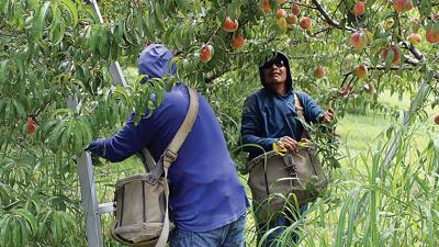 Migrant workers from Mexico pick peaches at a southern Illinois orchard