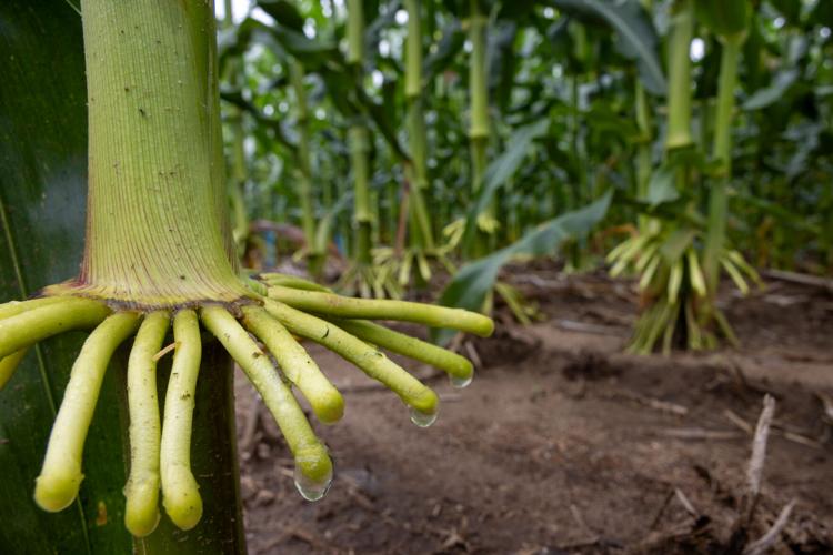 Hancock ARS Corn