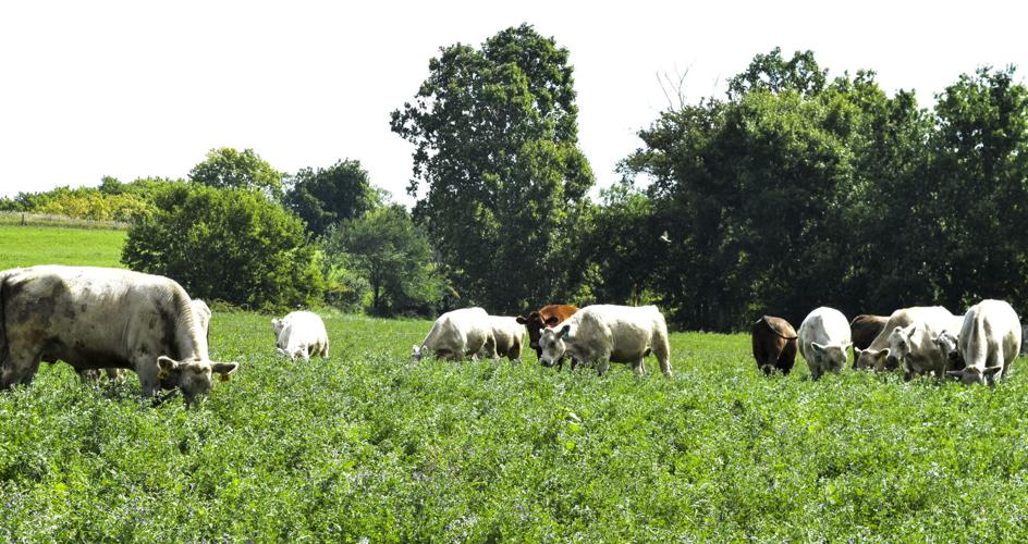 Cattle grazing with trees in background