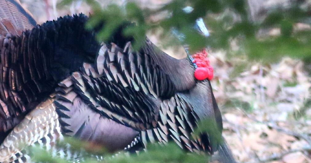 Beware turkey bits, pieces