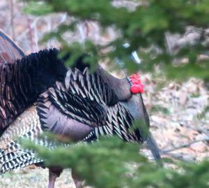 Beware turkey bits, pieces