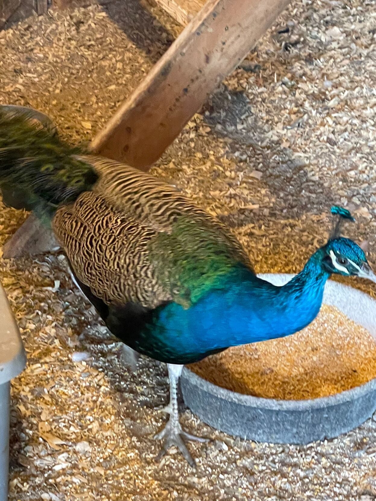 4 peacock 4 joni martin.jpg