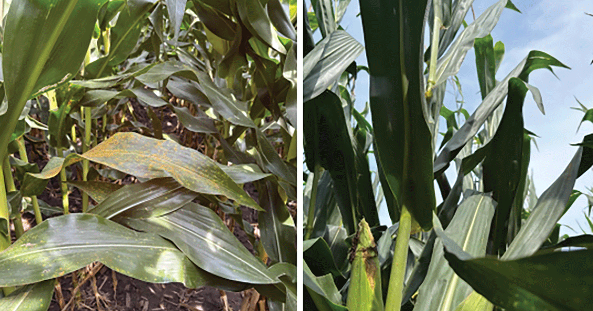 Corn diseases to watch ahead of silage harvest
