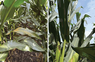 Southern rust