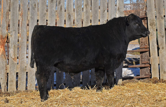 Best's bull