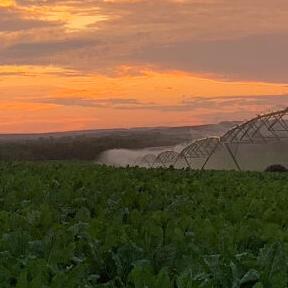 Sun sets over beets