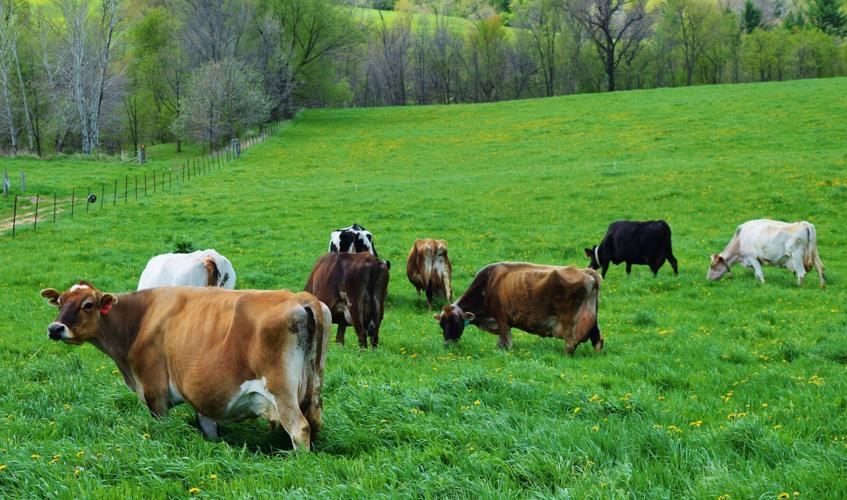 Cattle grazing at Jumping Jersey Dairy