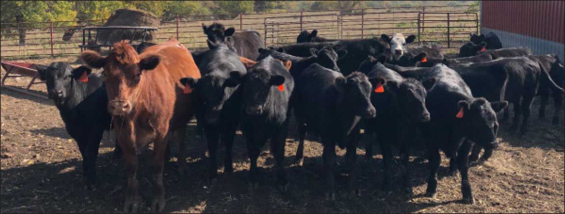 cattle