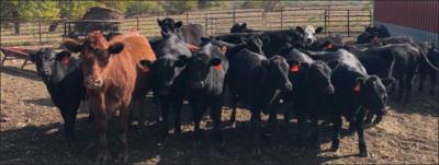 cattle