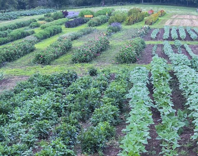 Flower fields at Rech Family Gardens