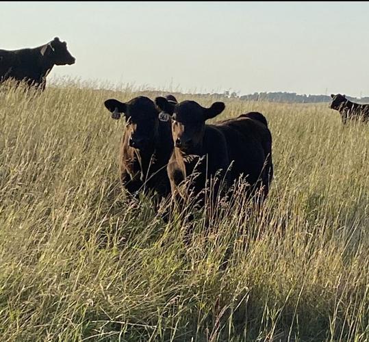 Miller Angus (1).jpeg