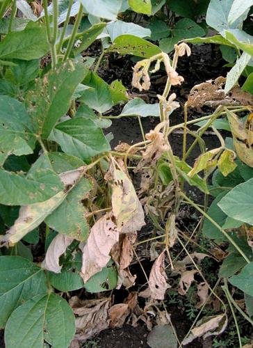 Phytophthora root rot