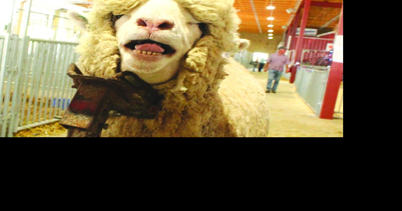 Targhee show (55) - worked.jpg